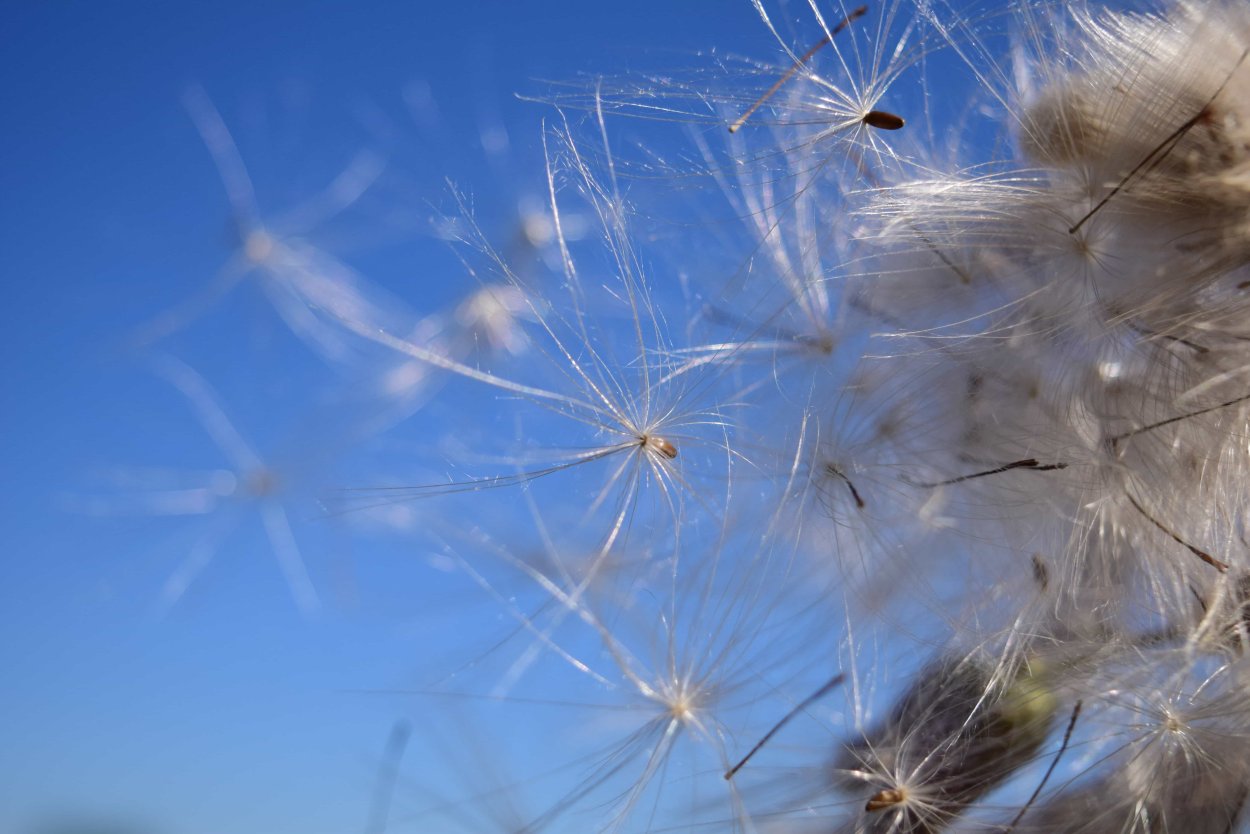 Ломонос виноградолистный зимой