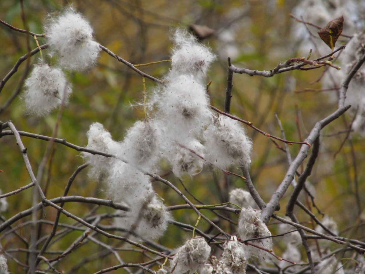Тополиный пух дерево Тополь