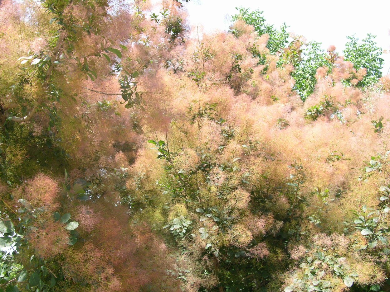 Семена ивы тополя осины