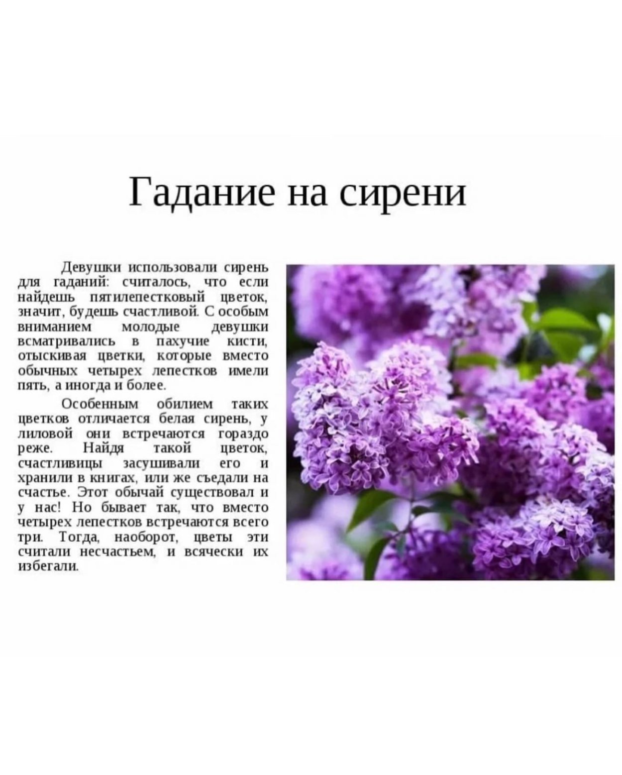 Чаепитие под сиренью