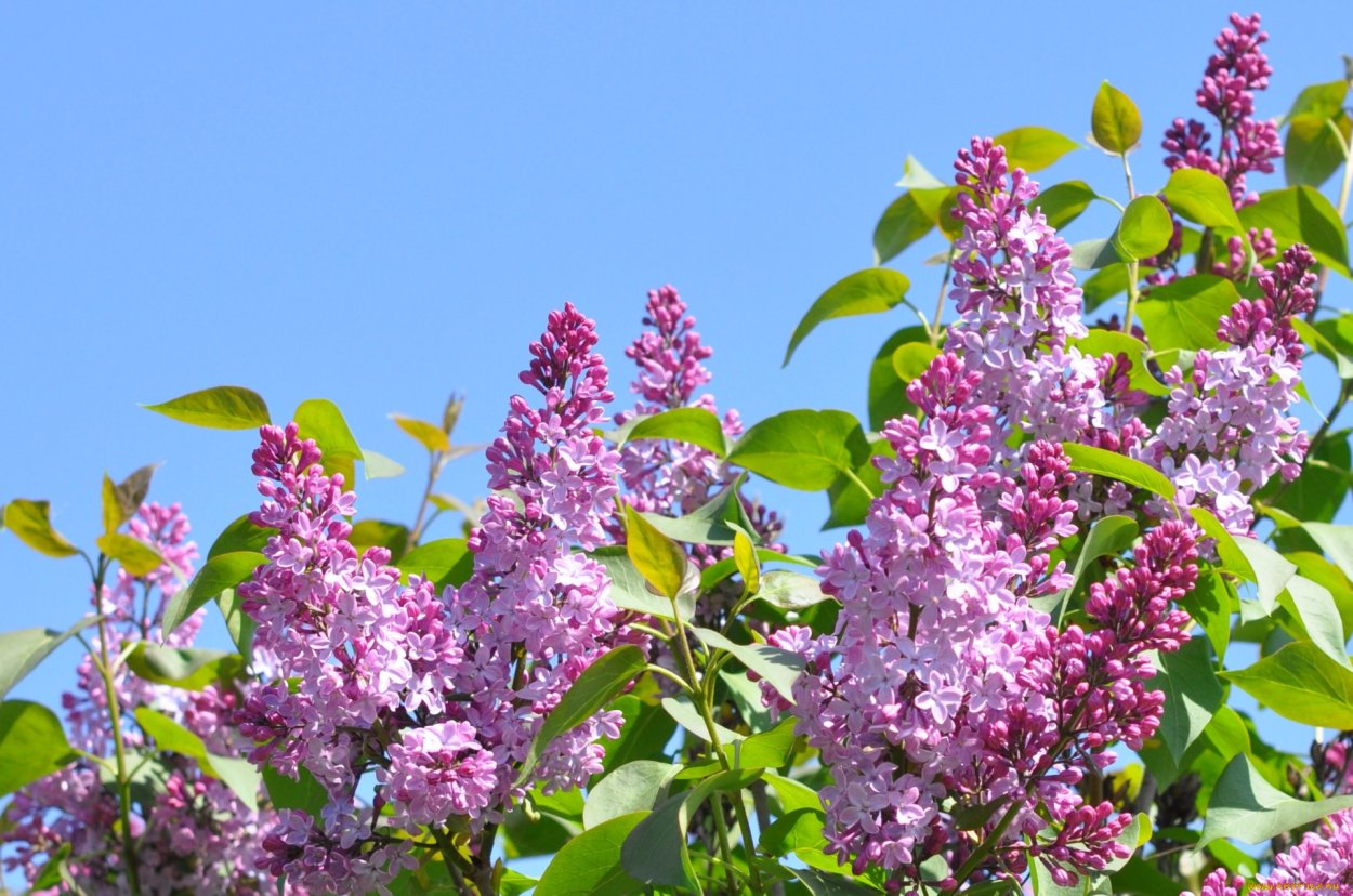 Ваза с сиренью