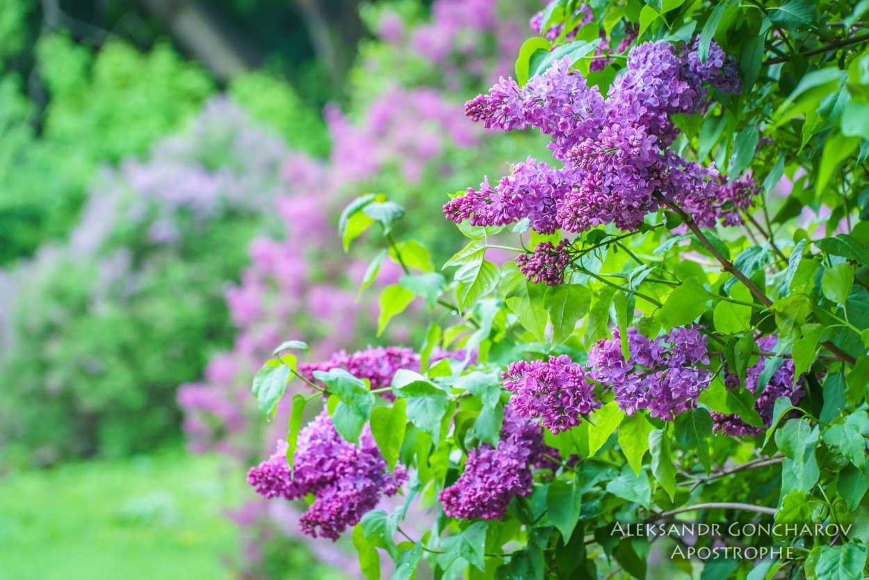 Река рябина деревня