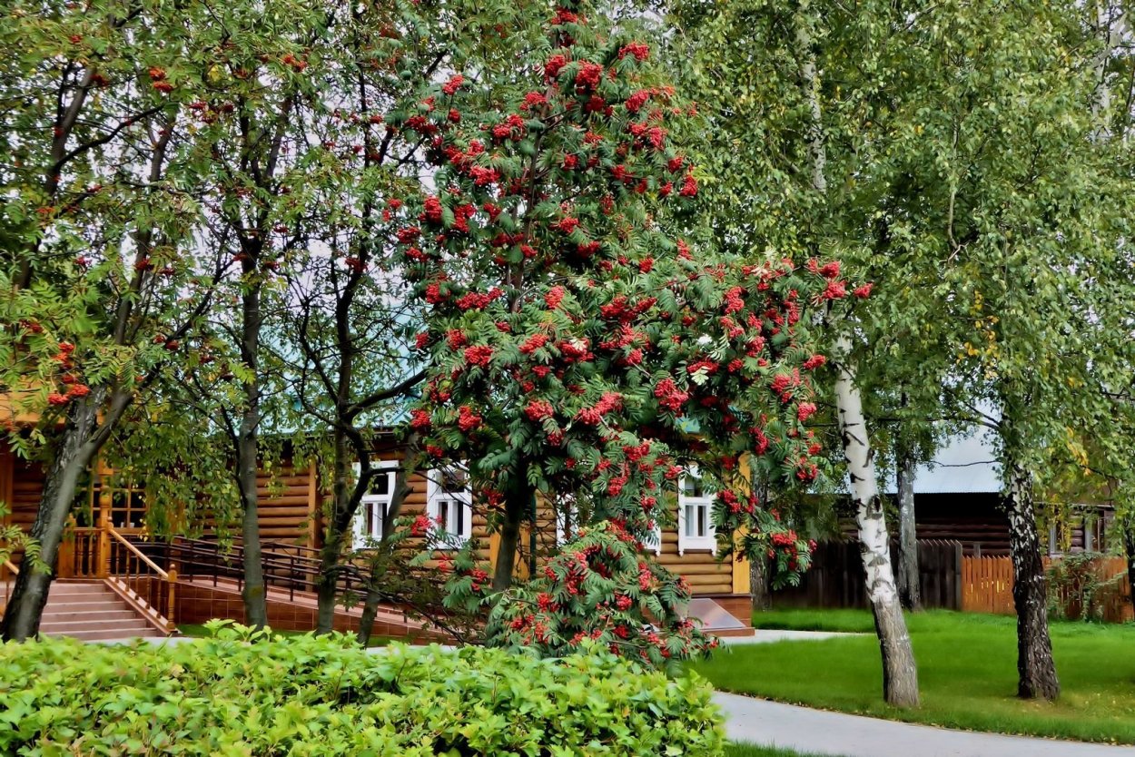 Девушка с белой сиренью