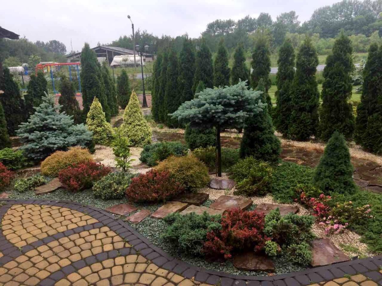 Верещак хвойные