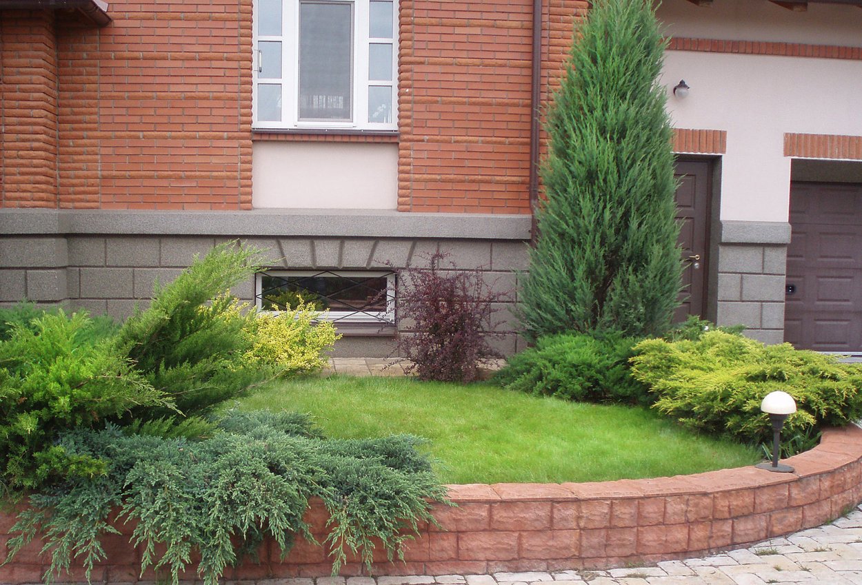 Сосна Горная Мугус в миксбордере