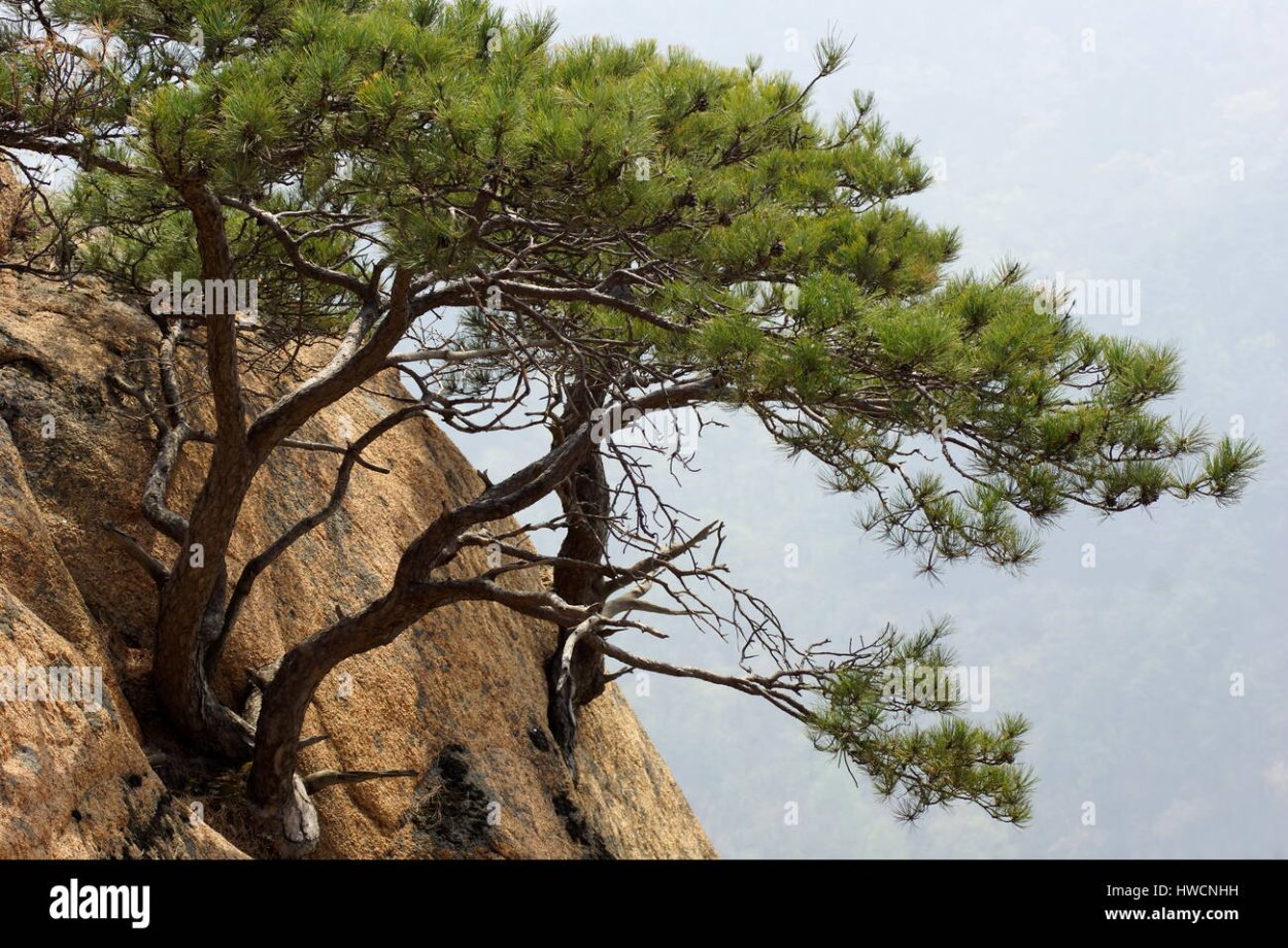 Сосна на скалах Китай