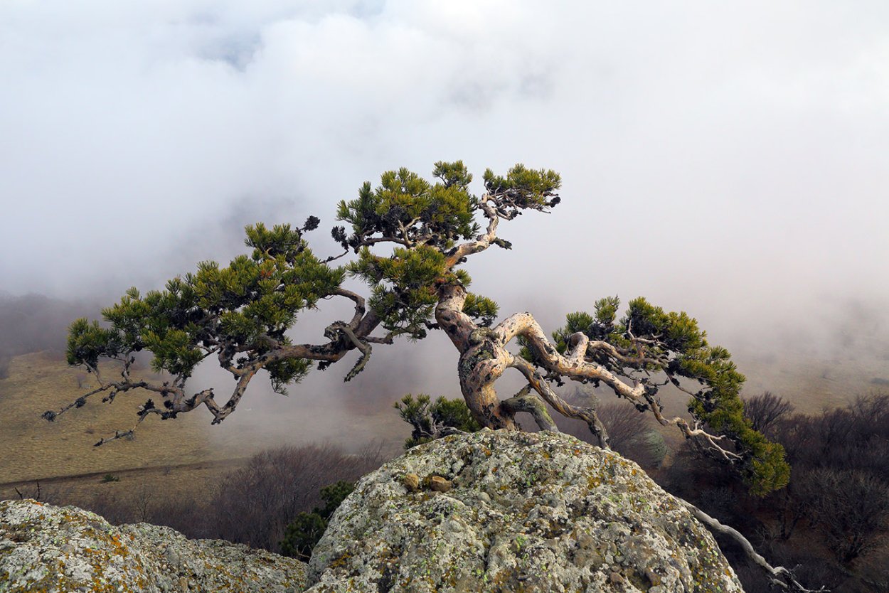 Крымский бонсай Демерджи