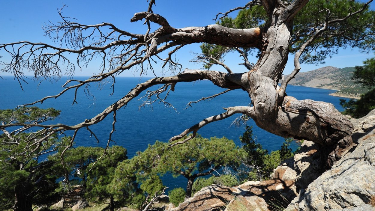 Сосна Станкевича в Крыму