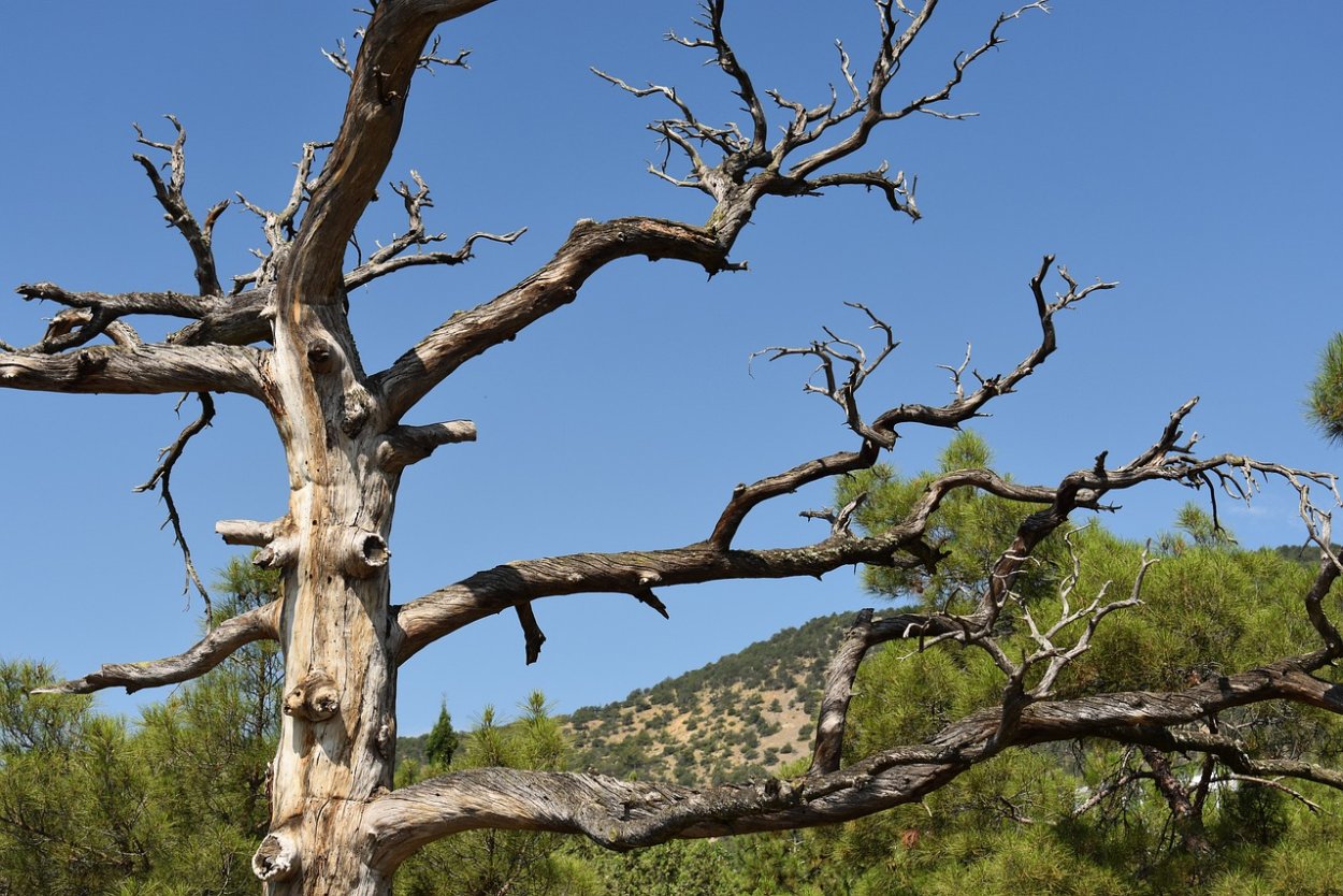 Сухое корявое дерево