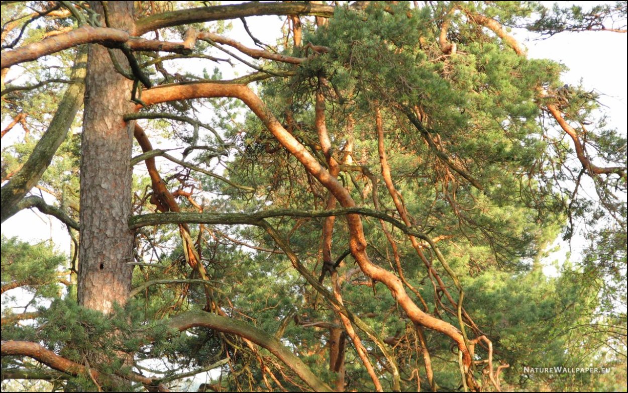 Сосна на краю скалы