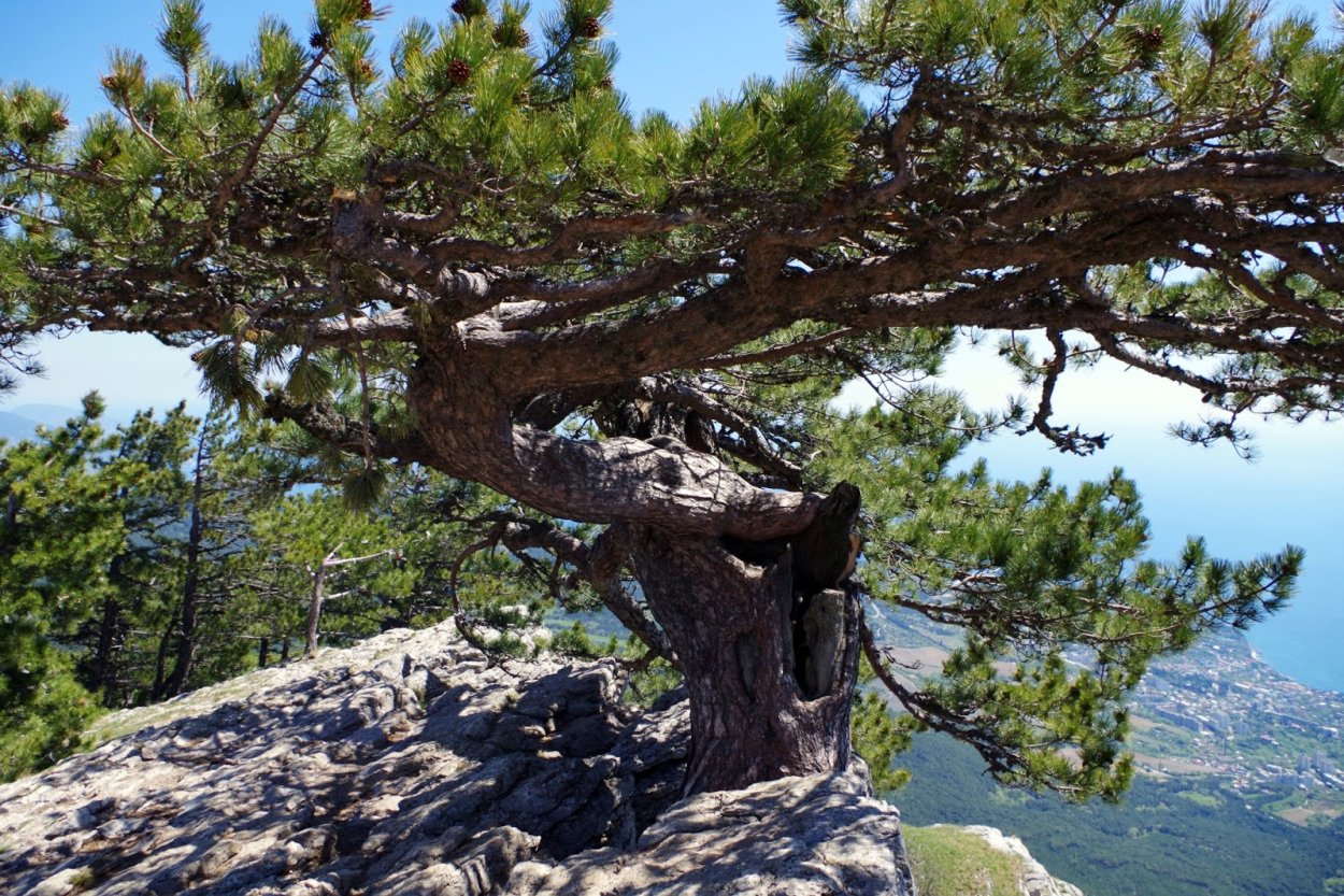 Степная сосна