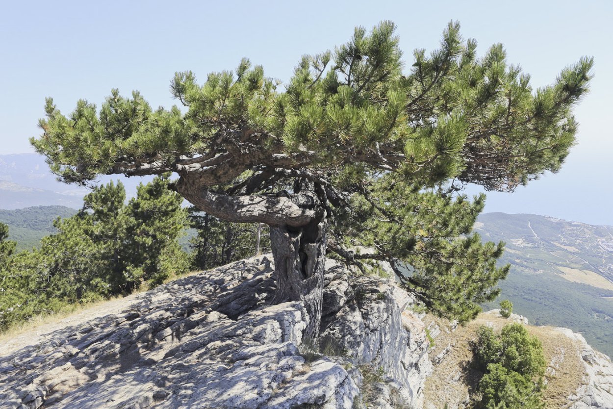 Сосна Крымская (Pinus pallasiana d.don.)