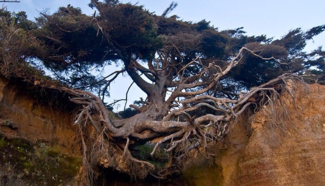 Высокие деревья в тайге