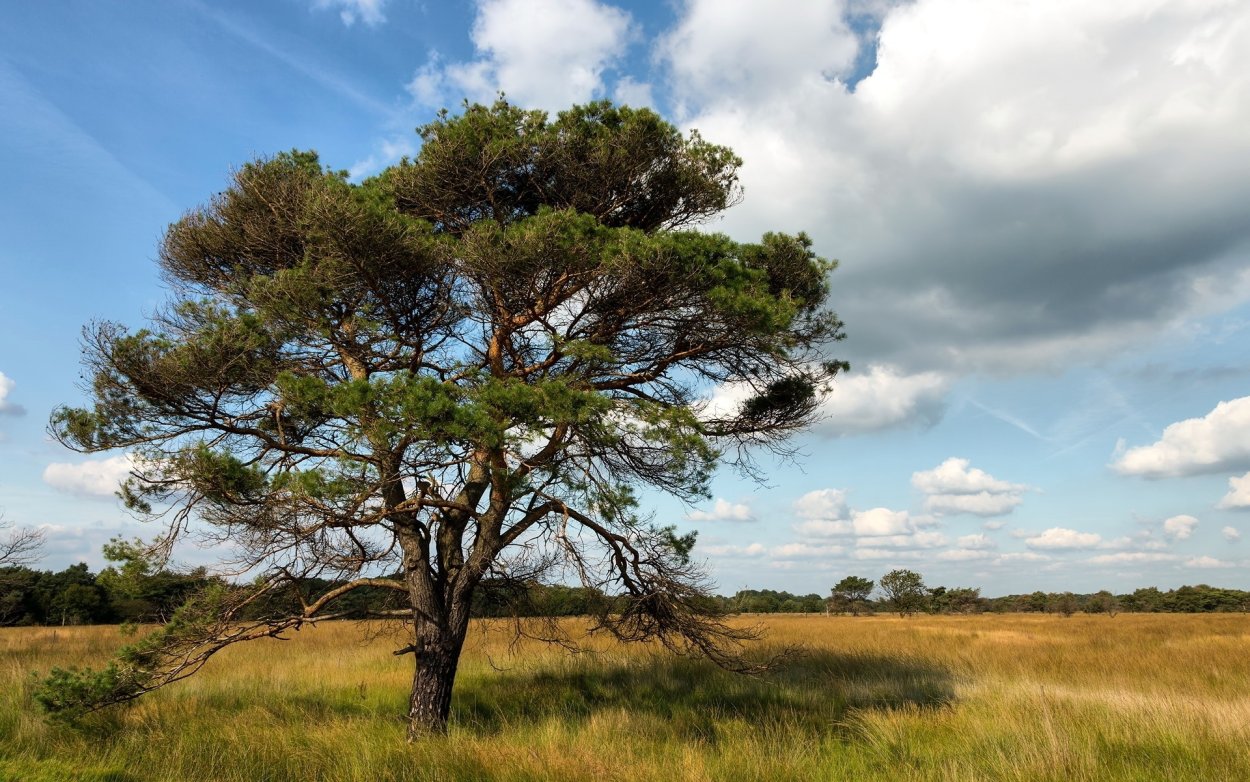 Сосна с большими корнями