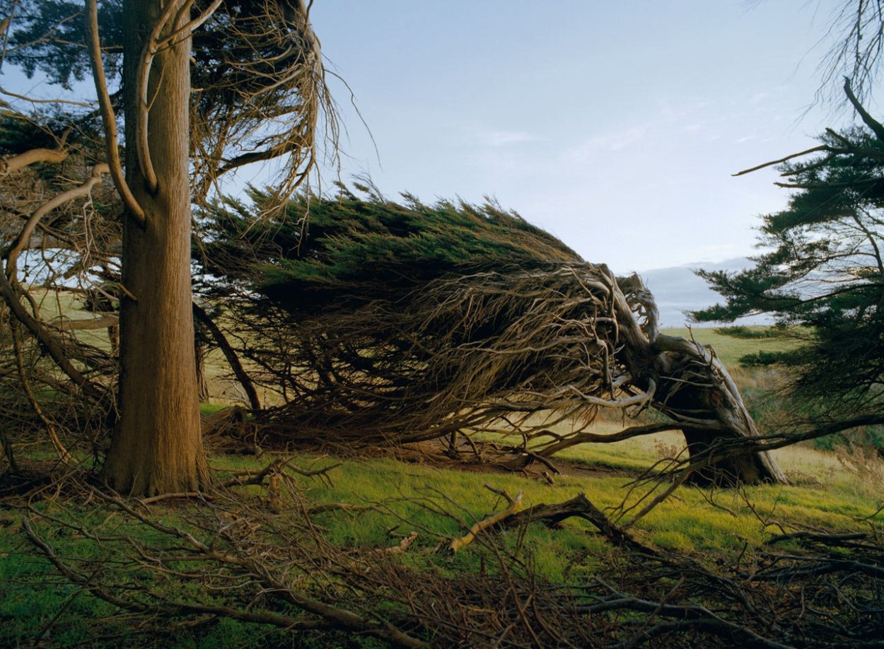 Дерево ТИККО