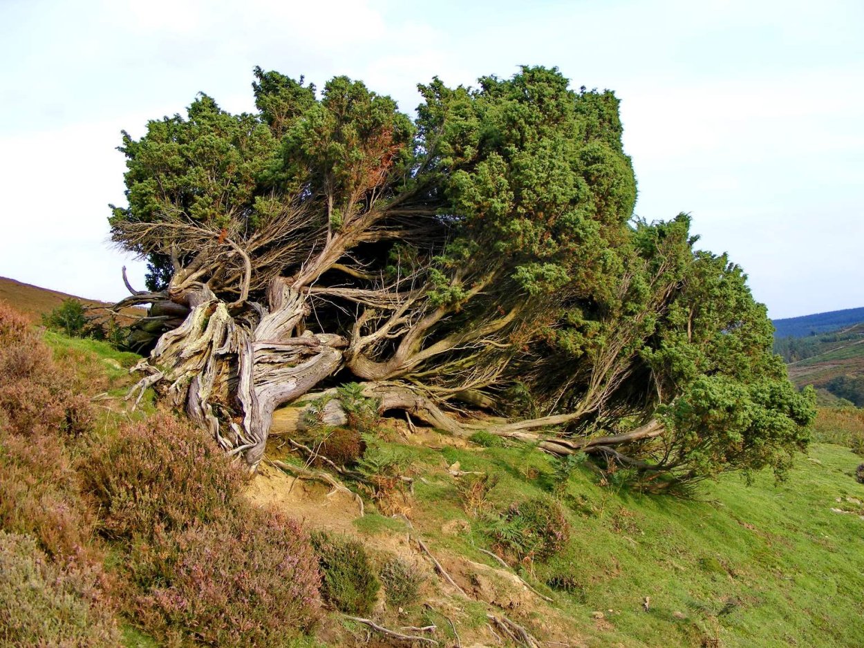 Сибирская лиственница кора