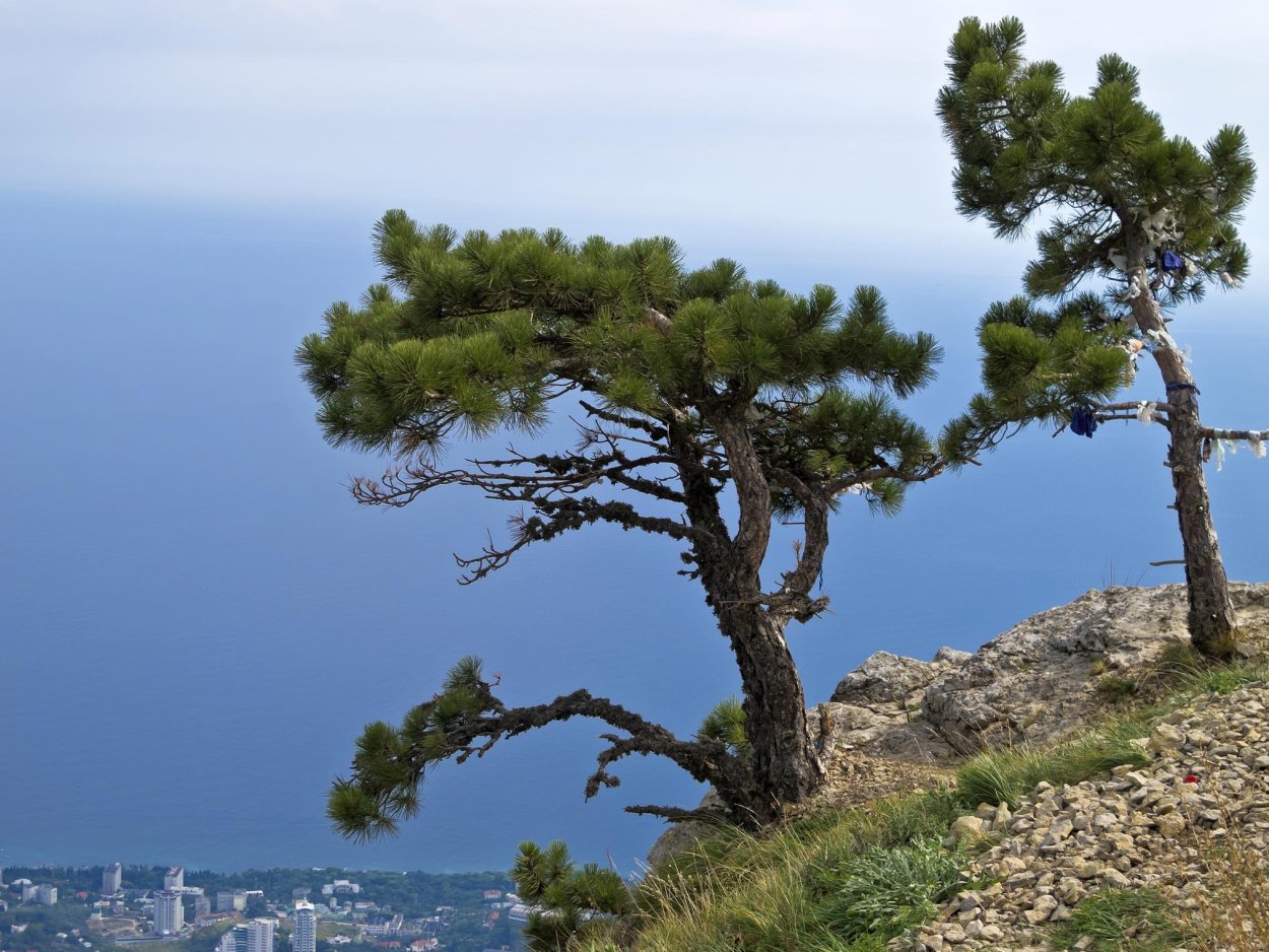 Pinus елка Беркшире 2.4