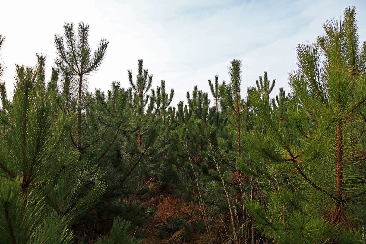 Сосна калабрийская