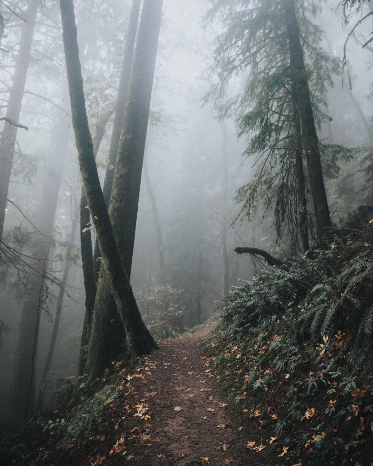 Дождливый лес