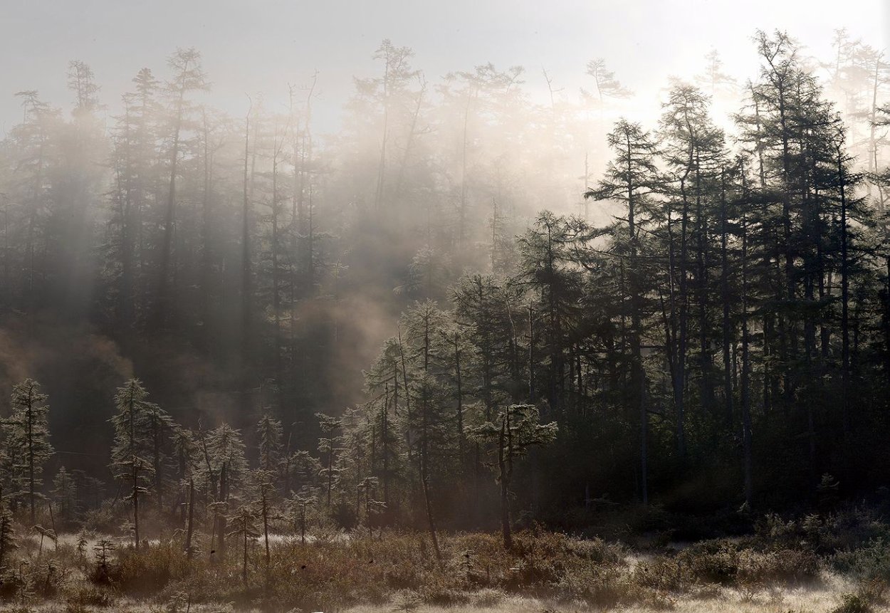 Лес Тайга туман