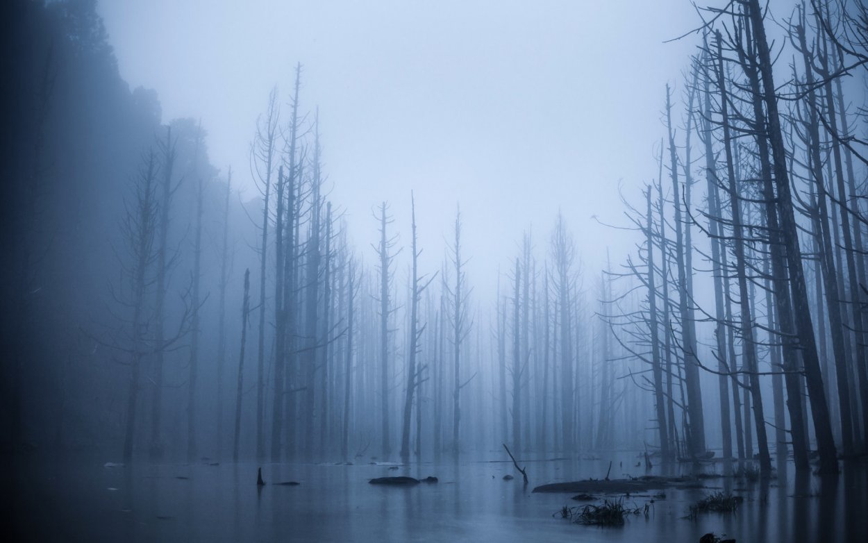 Картина туманный лес