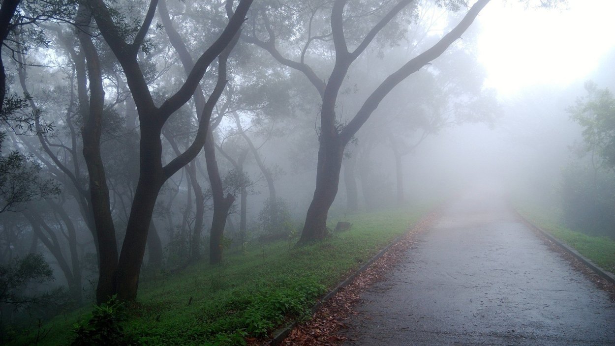 Пасмурный лес