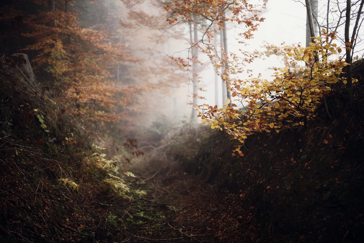 Осенний лес в тумане