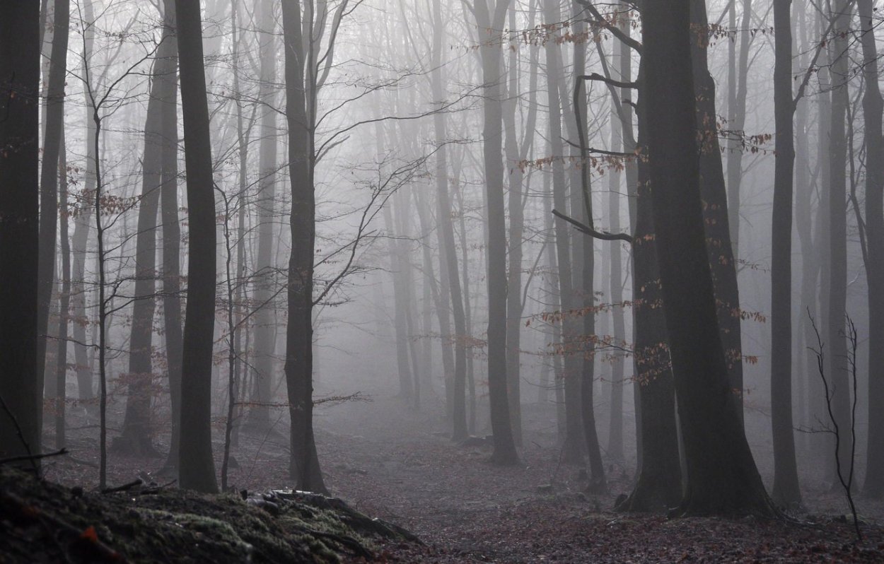 Сумеречный туман