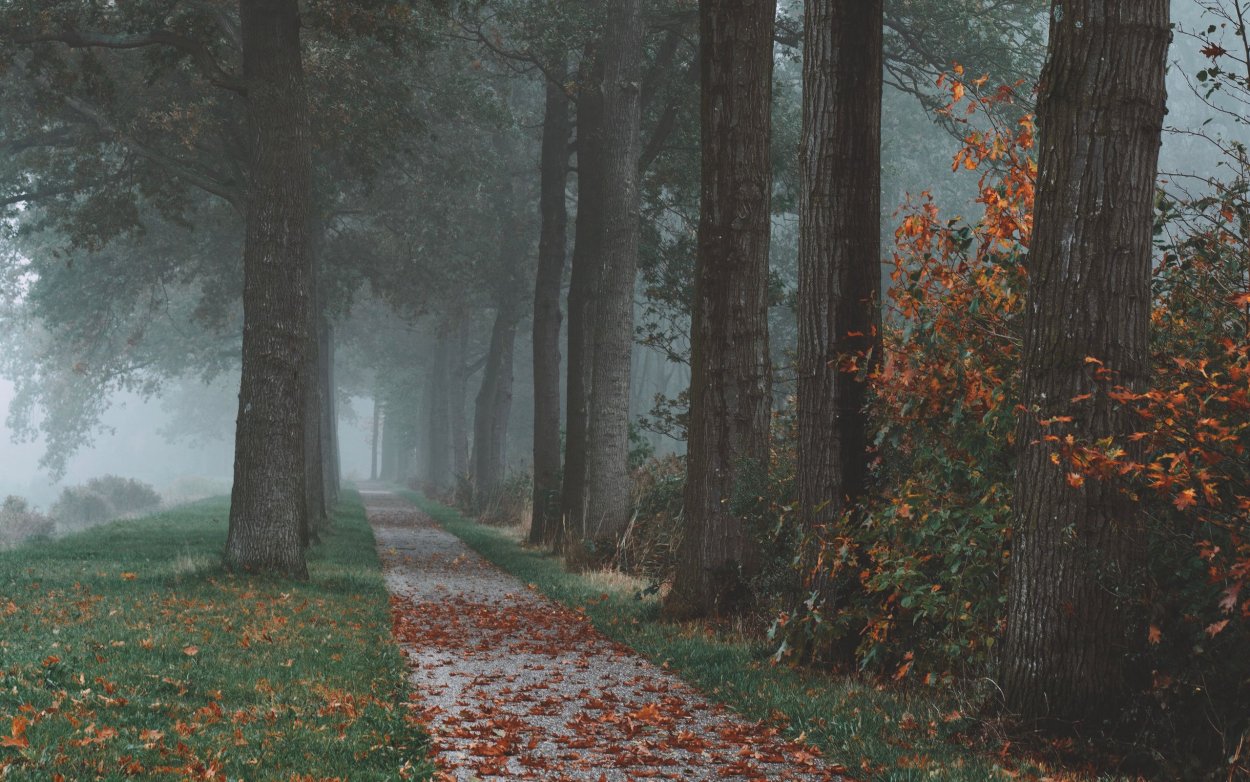 Осень парк туман