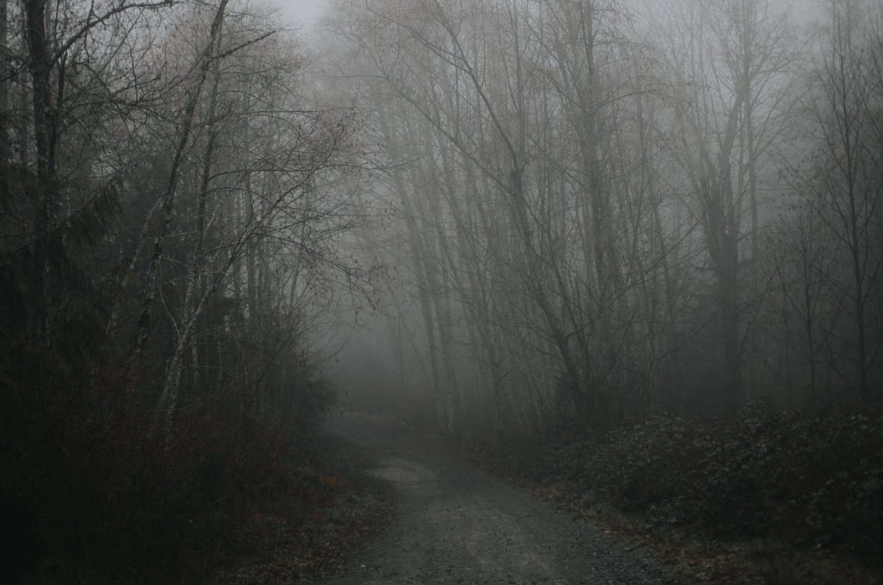 Мрачный лес в тумане
