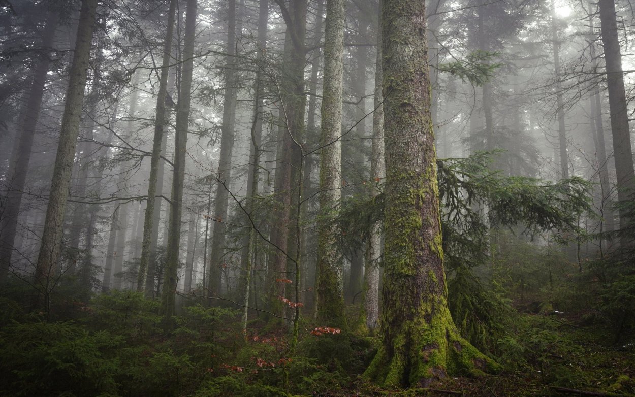 Туманный Сосновый лес