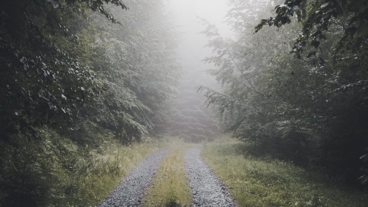 Дождь в лесу