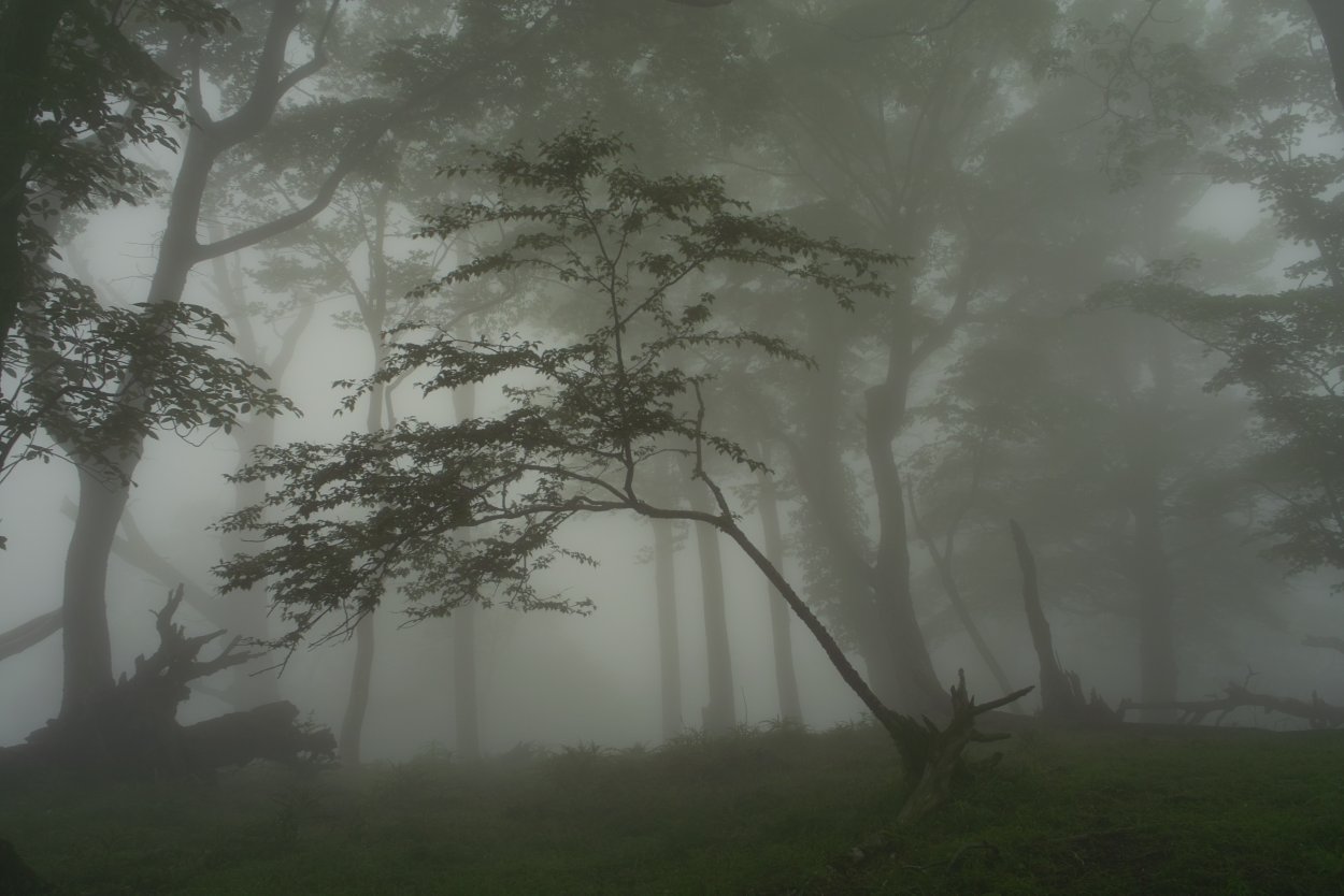 Япония лес Эстетика