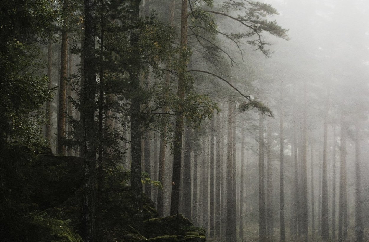 Эстетика туманного леса