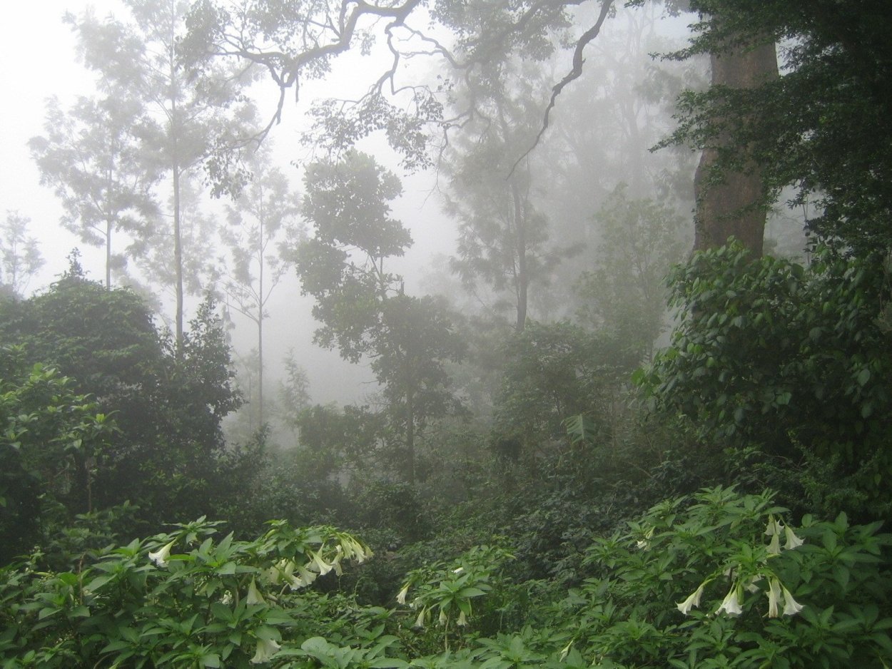 Тропические леса Эстетика