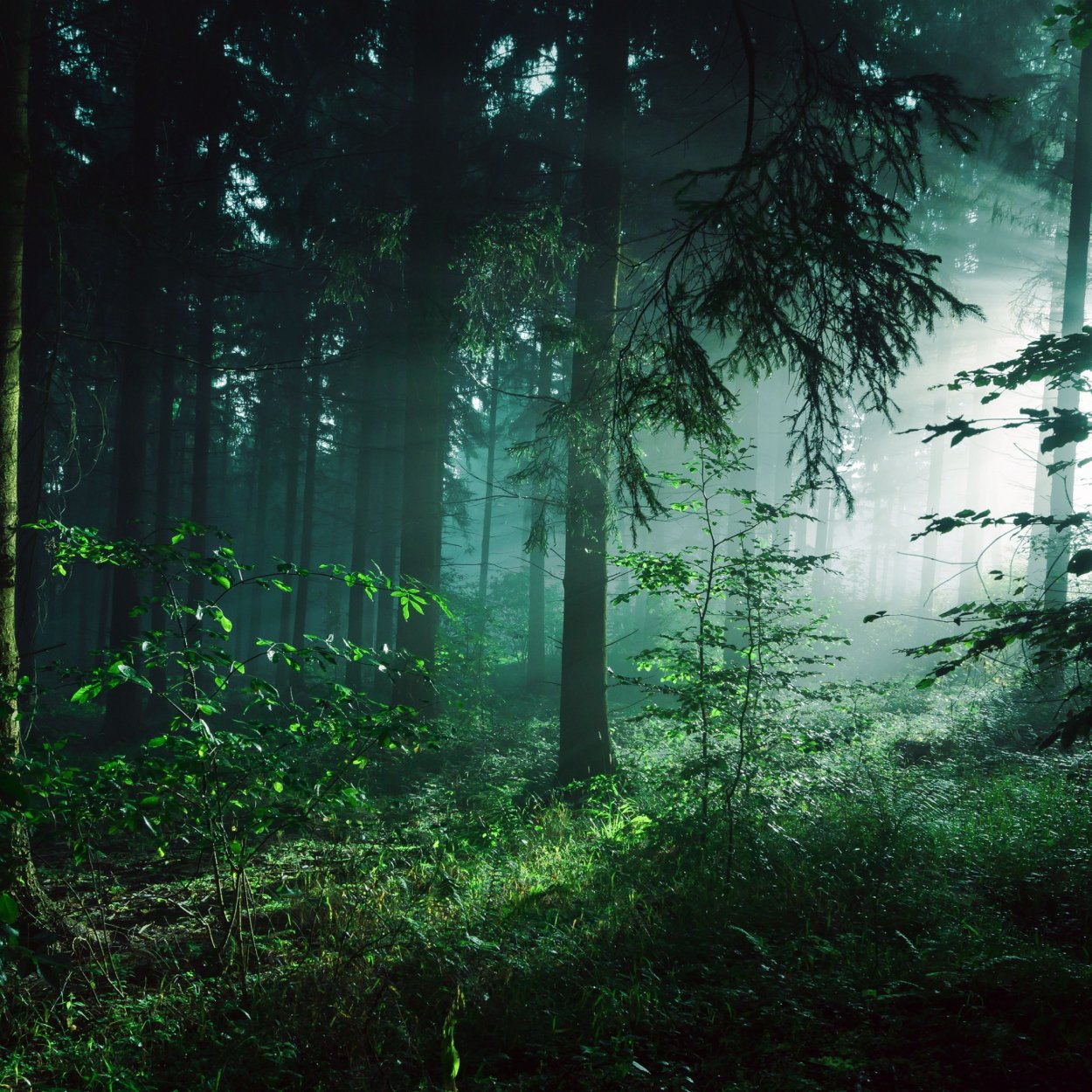 Эстетика леса