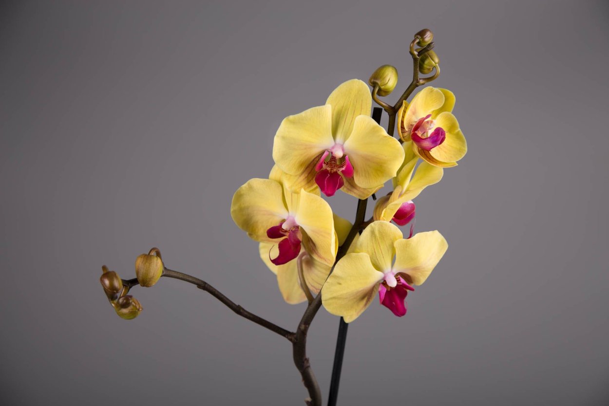 Орхидея фаленопсис майя
