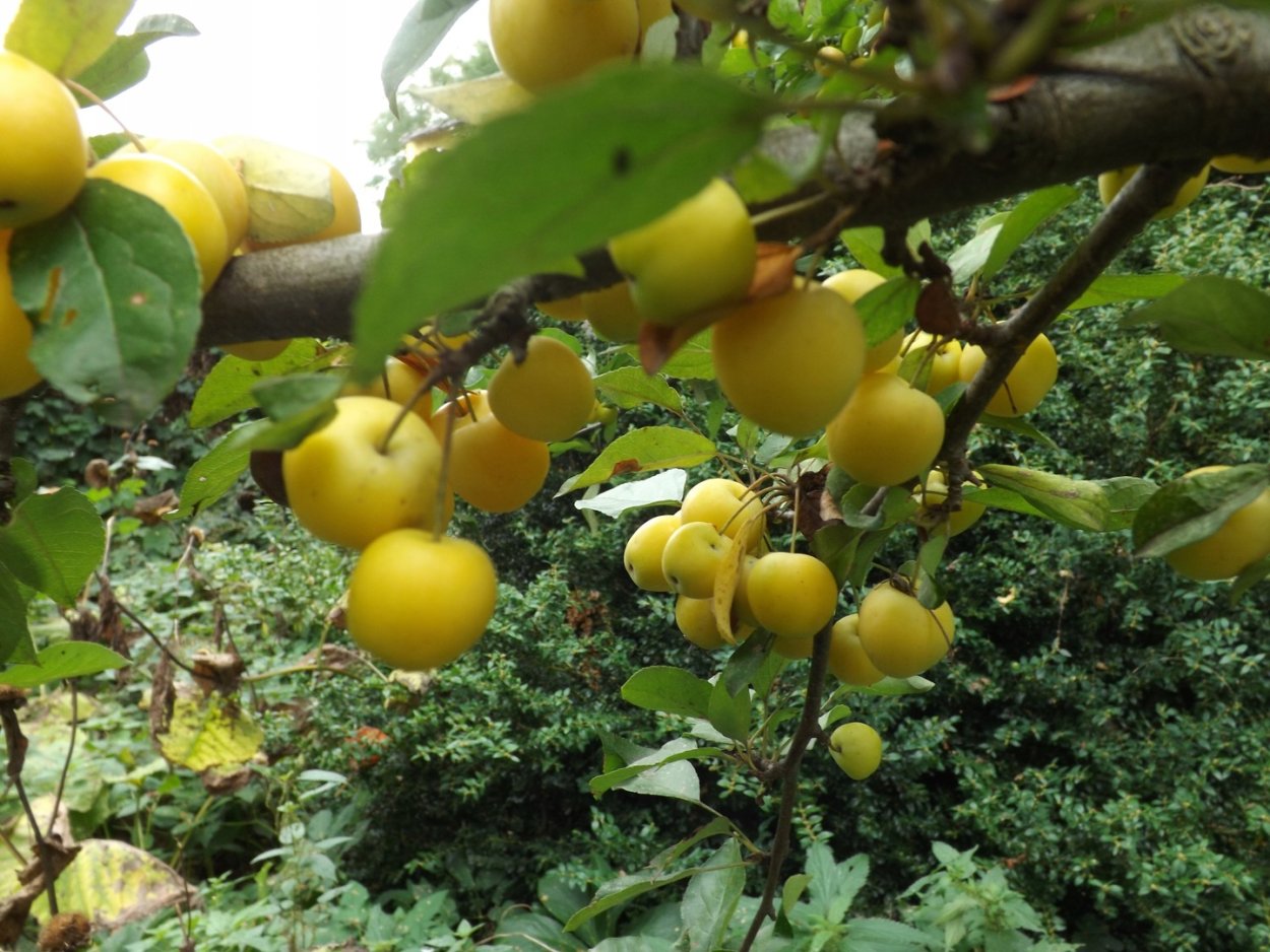 Медовые яблоки сорт