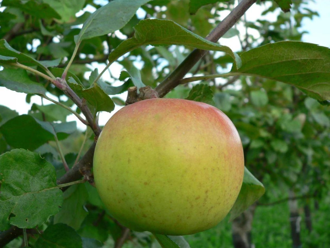 Яблоня Элиза