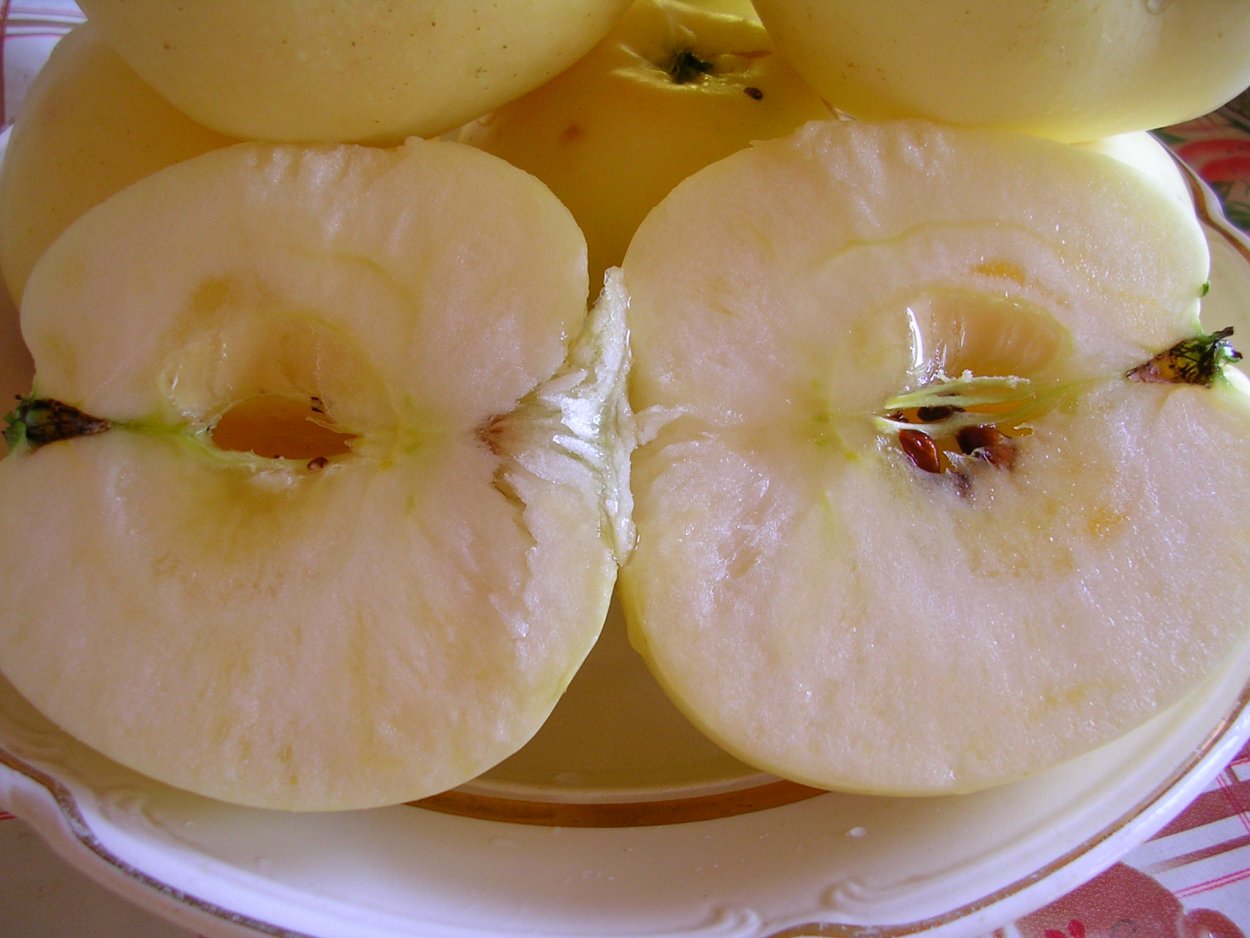 Медовый Ранет яблоня