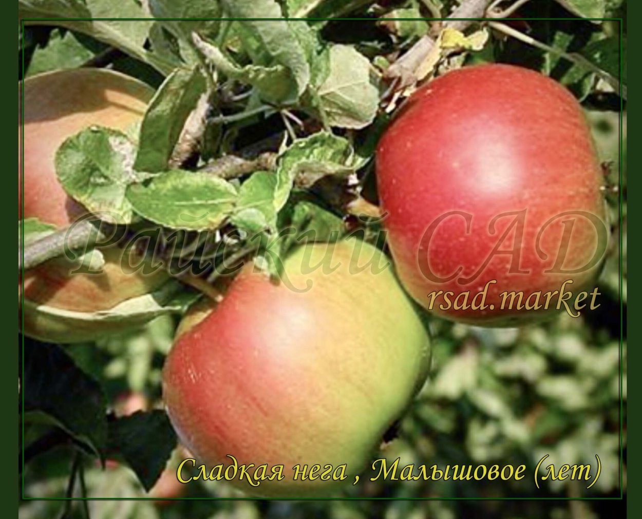 Яблоня сорт Медуница