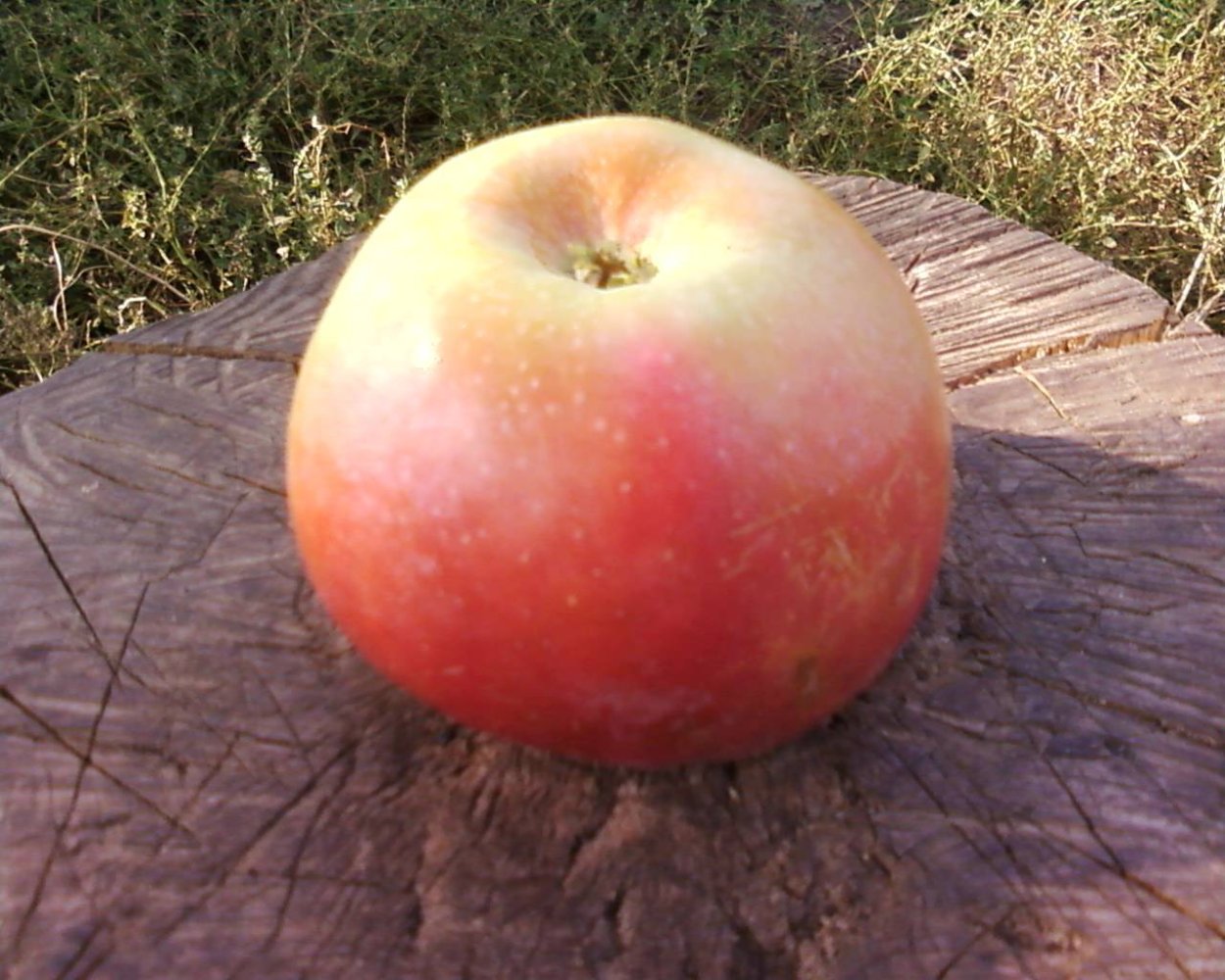 Необычные яблоки