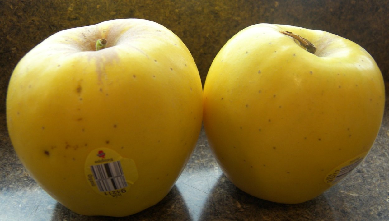 Яблоня Уральское наливное