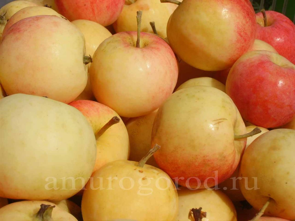 Сорты яблок