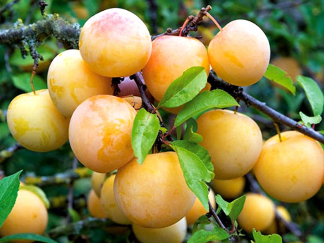 Яблоня китайка Золотая ранняя