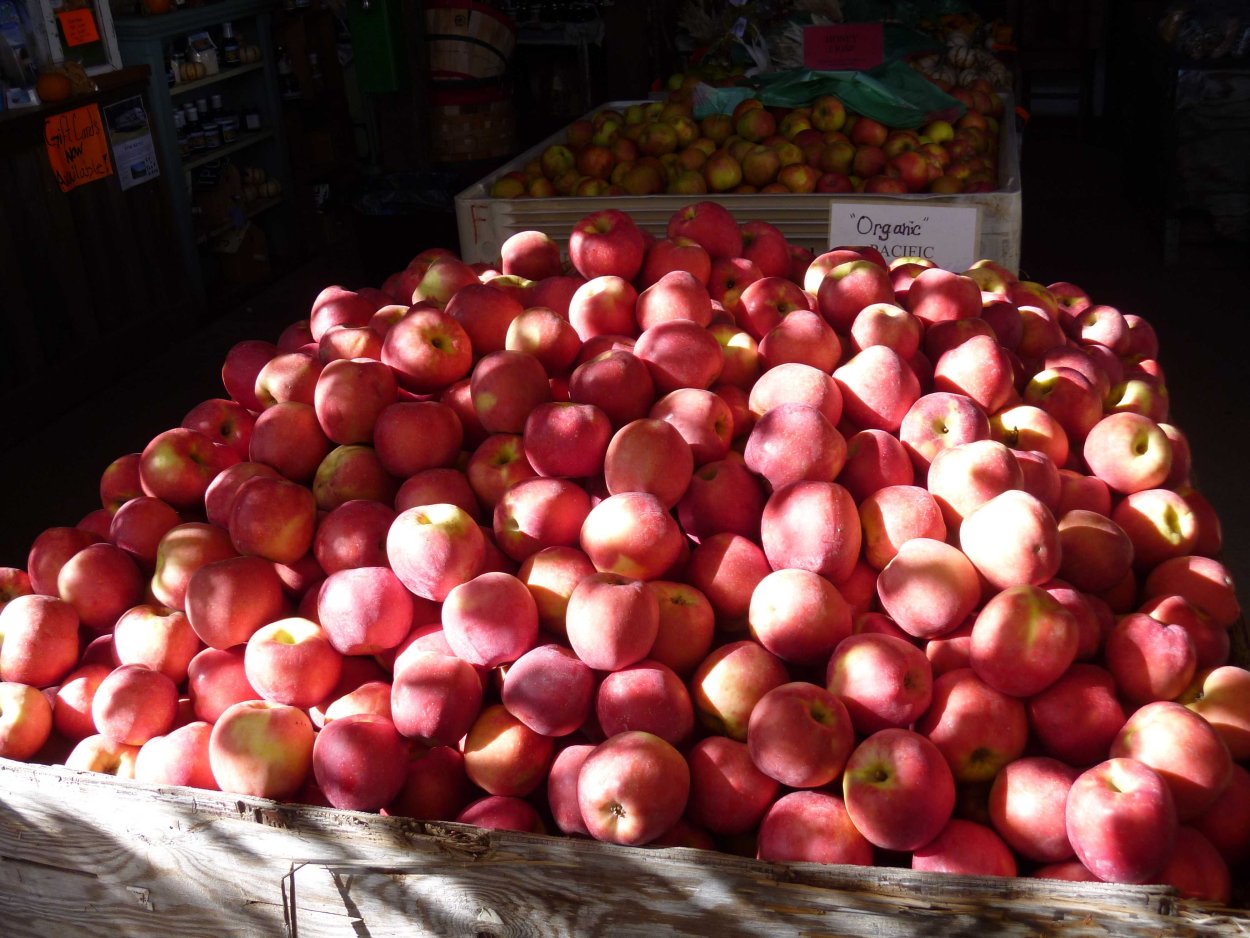 Прозрачные яблоки сорт