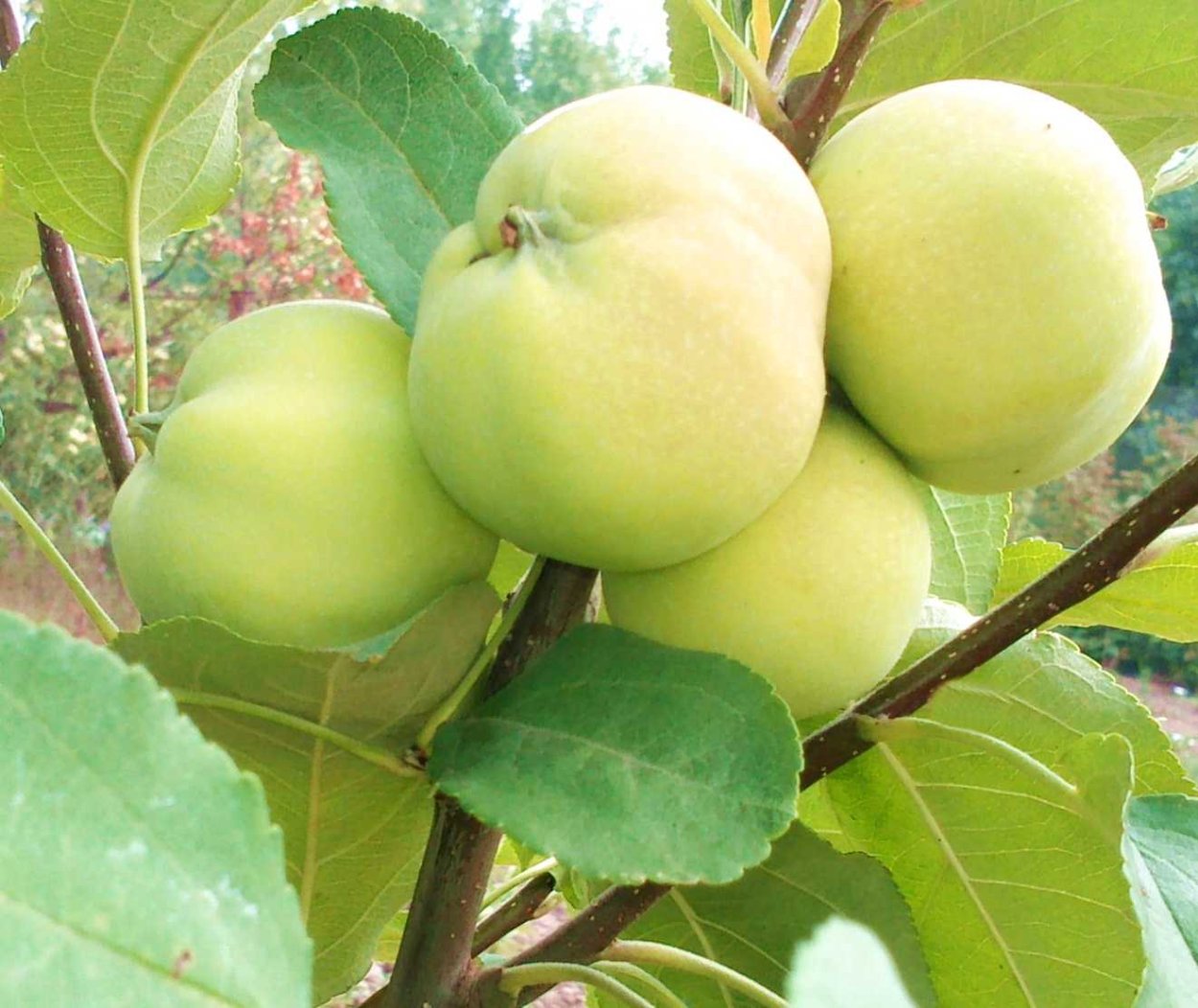 Медовый Ранет яблоня