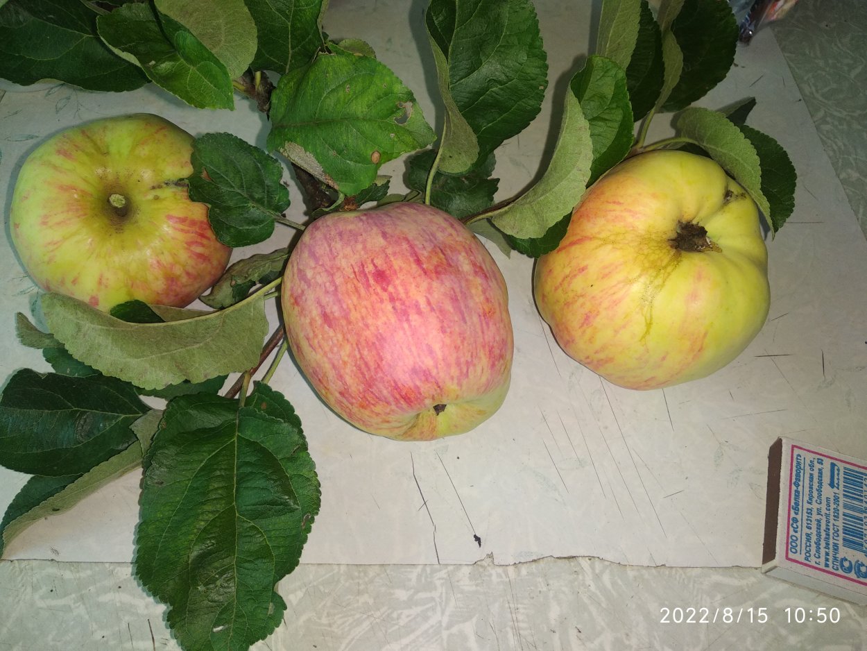 Яблоня китайка Керр