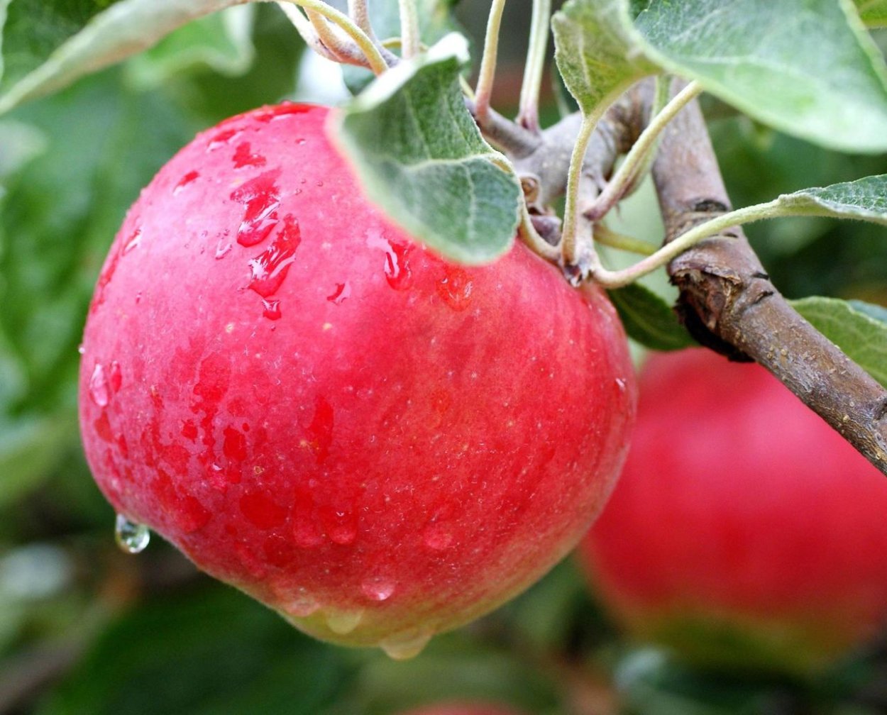 Сорт яблок Хани Крисп