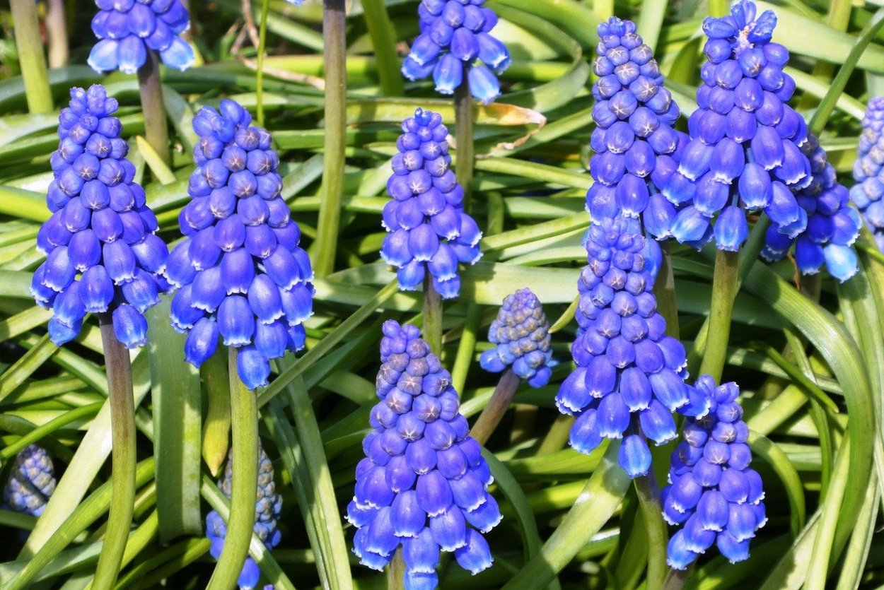 Синие весенние цветы мускари